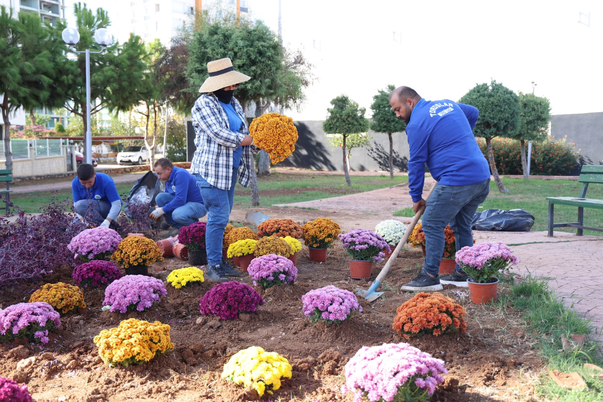 Thumbnail Kasımpatı Çiçek Ekimi (5)