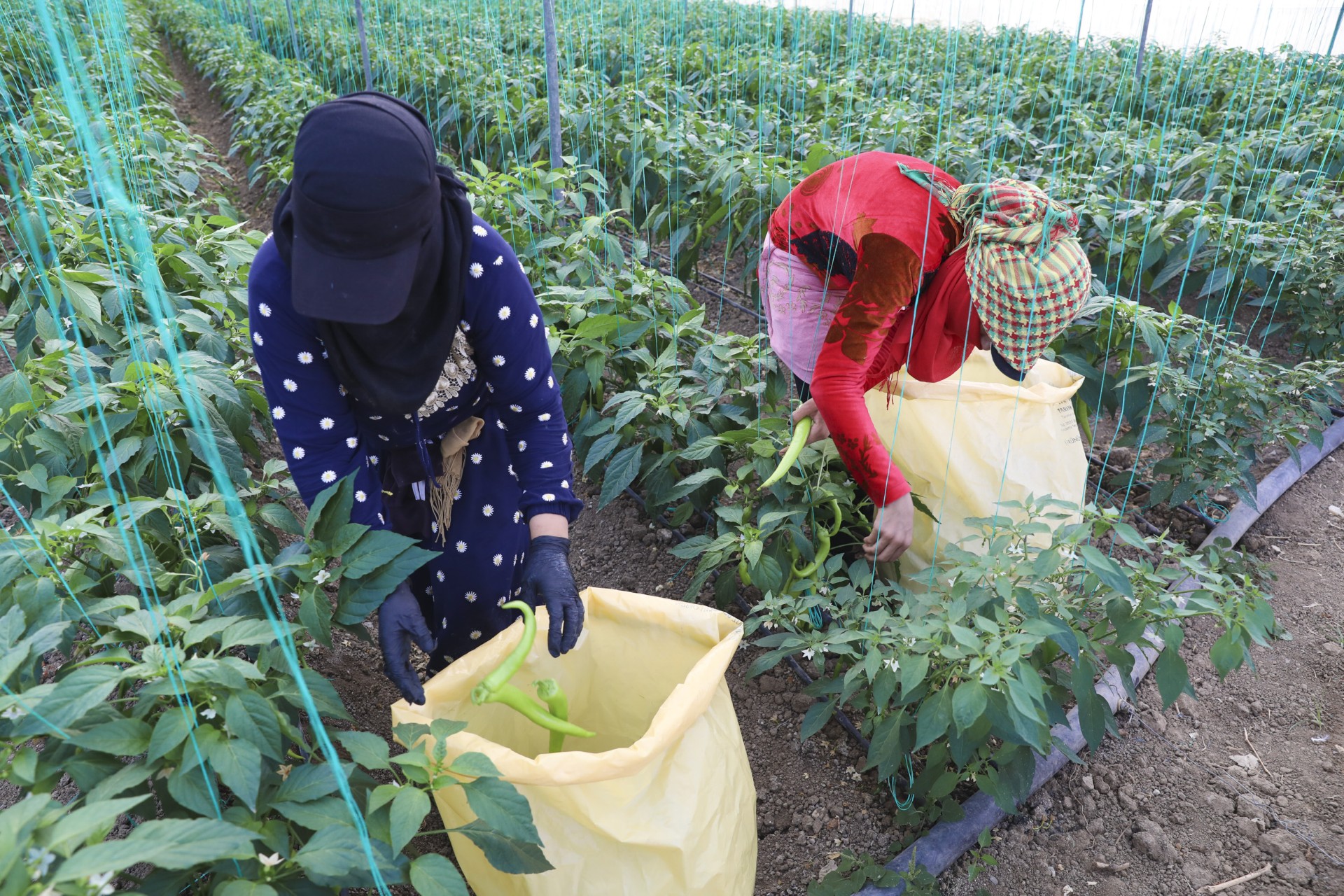 Thumbnail Büyükşehi̇r’den Üreti̇ci̇lere Sera İpi̇ Ve Yapişkanli Tuzak Desteği̇ (4)