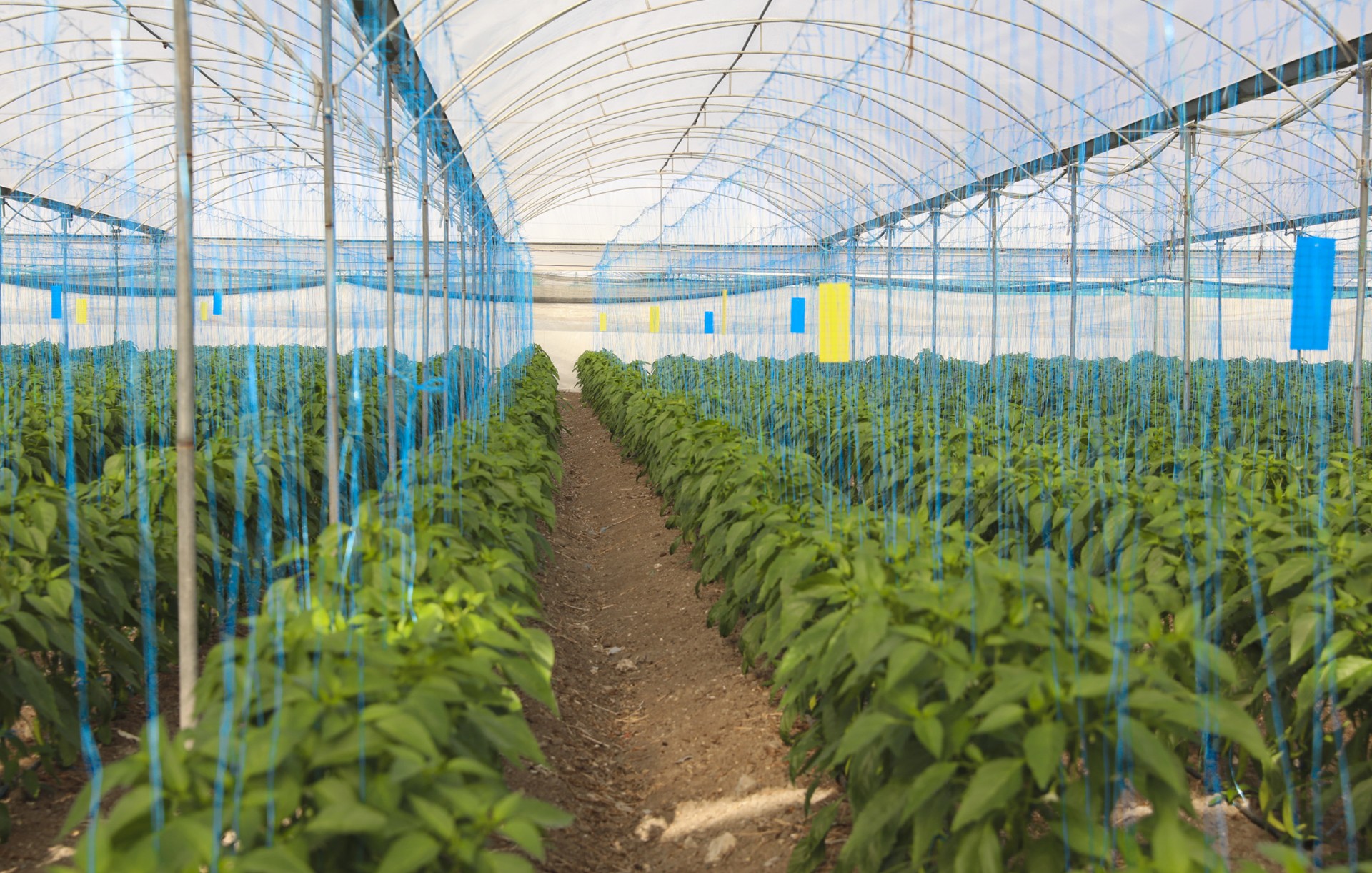 Thumbnail Büyükşehi̇r’den Üreti̇ci̇lere Sera İpi̇ Ve Yapişkanli Tuzak Desteği̇ (6)