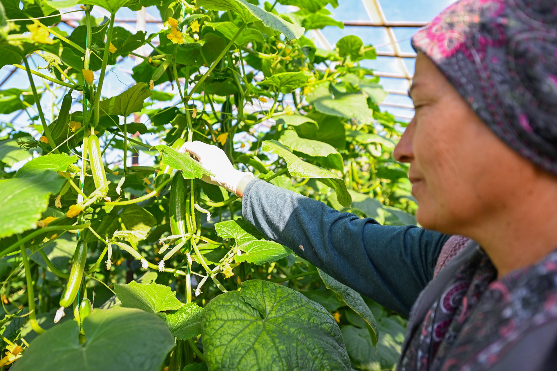 Thumbnail Büyükşehi̇r’i̇n Hiyar Fi̇desi̇ Desteği̇ Aydincik’ta Hasada Dönüştü (3)