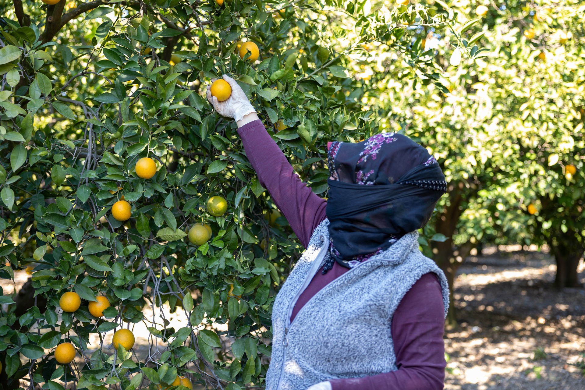 Thumbnail Mersi̇n Kan Portakali Coğrafi̇ İşaret Tesci̇li̇ni̇ Aldi (2)