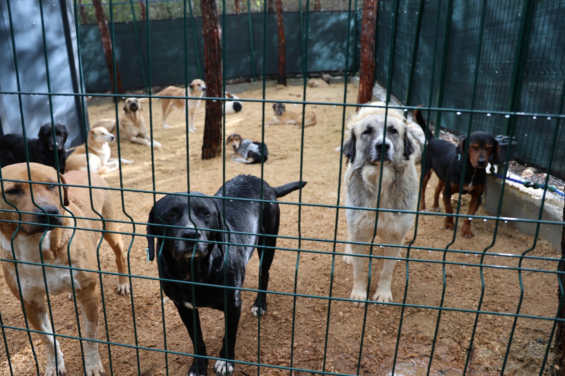 Thumbnail Doğal Yaşam Alanı (2)-1