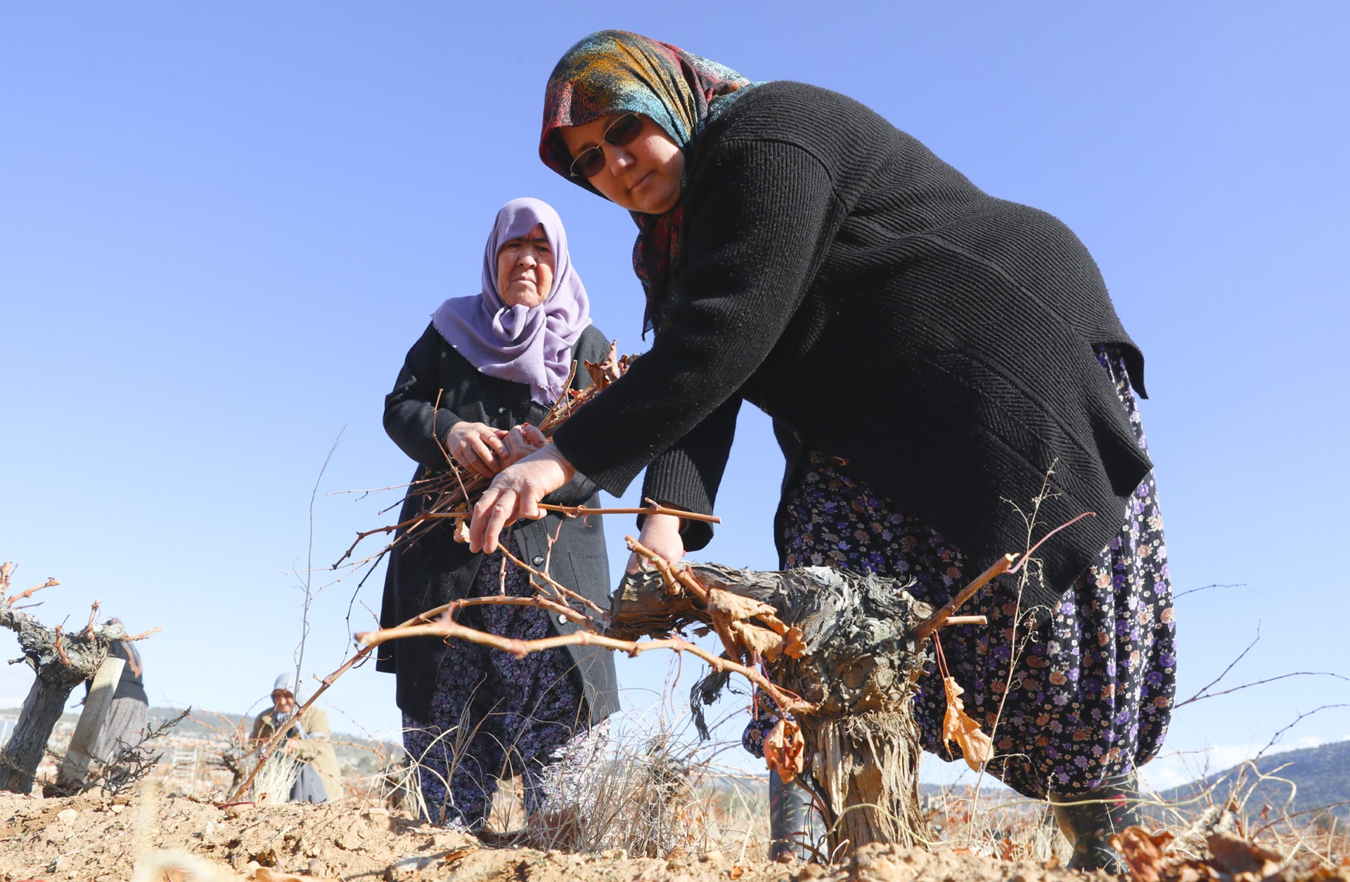 Thumbnail Organi̇k Tarim Mersi̇n Büyükşehi̇r İle Yayginlaşiyor (2)