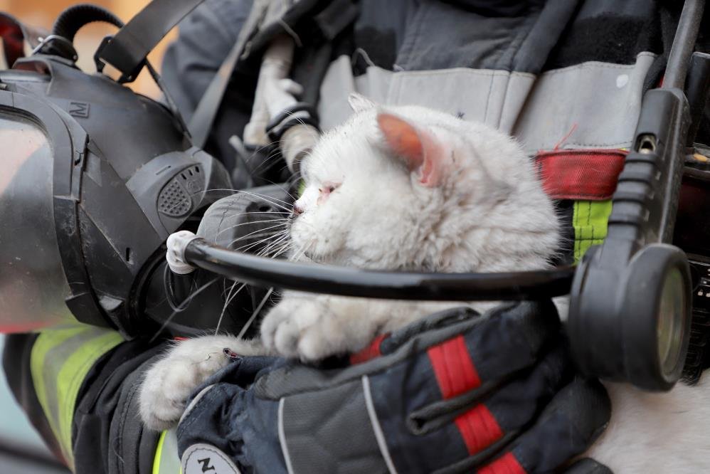Alevlerin arasından kurtarıldı: İtfaiye hamile kediyi sağ salim çıkardı
