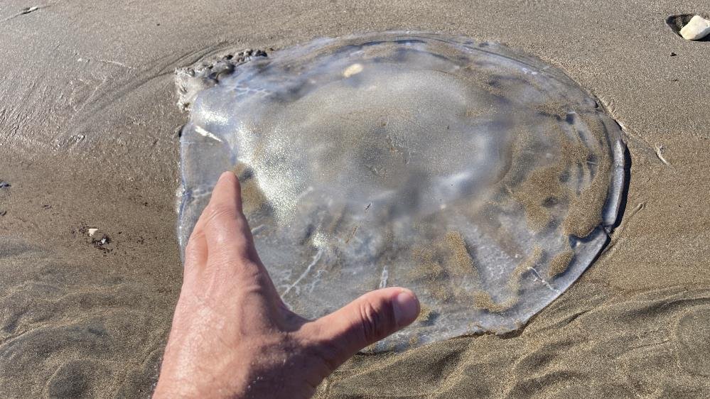 Akdeniz'deki zehirli denizanaları Mersin sahillerine vurdu