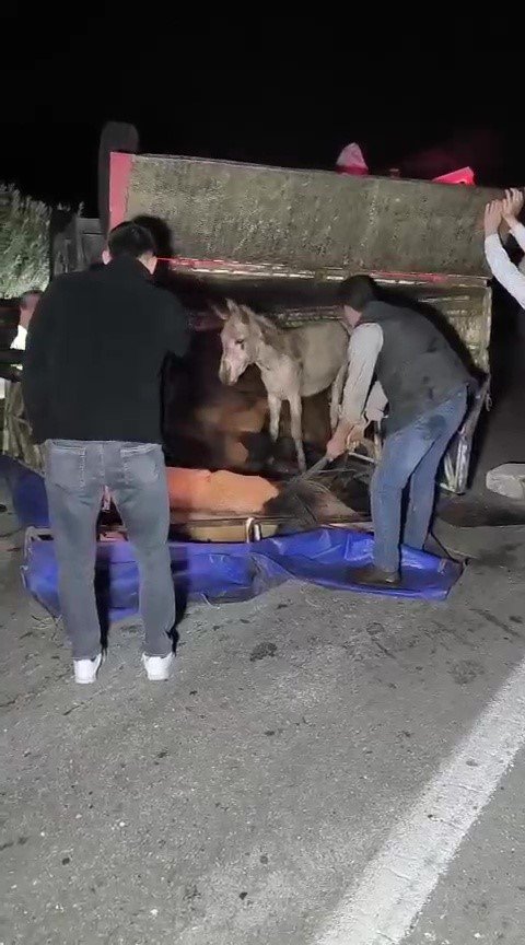 Adana'da kasası eşek dolu kamyonet yola devrildi