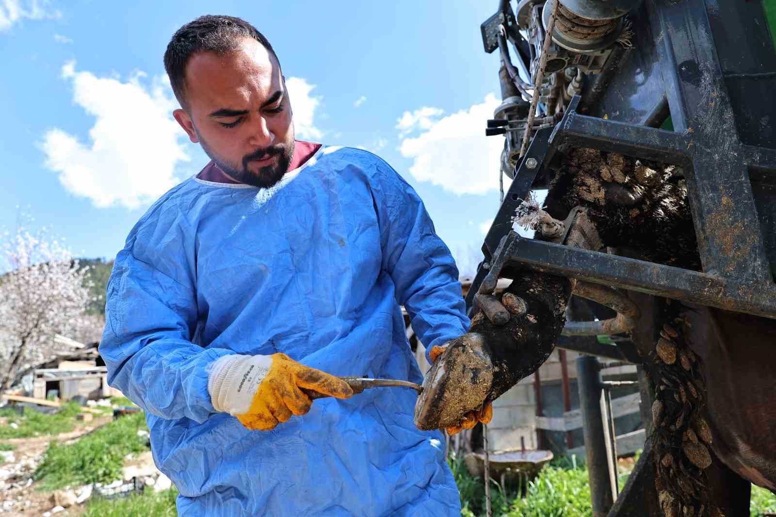 Gündoğmuşlu üreticilerin büyükbaş hayvanlarına tırnak bakım desteği