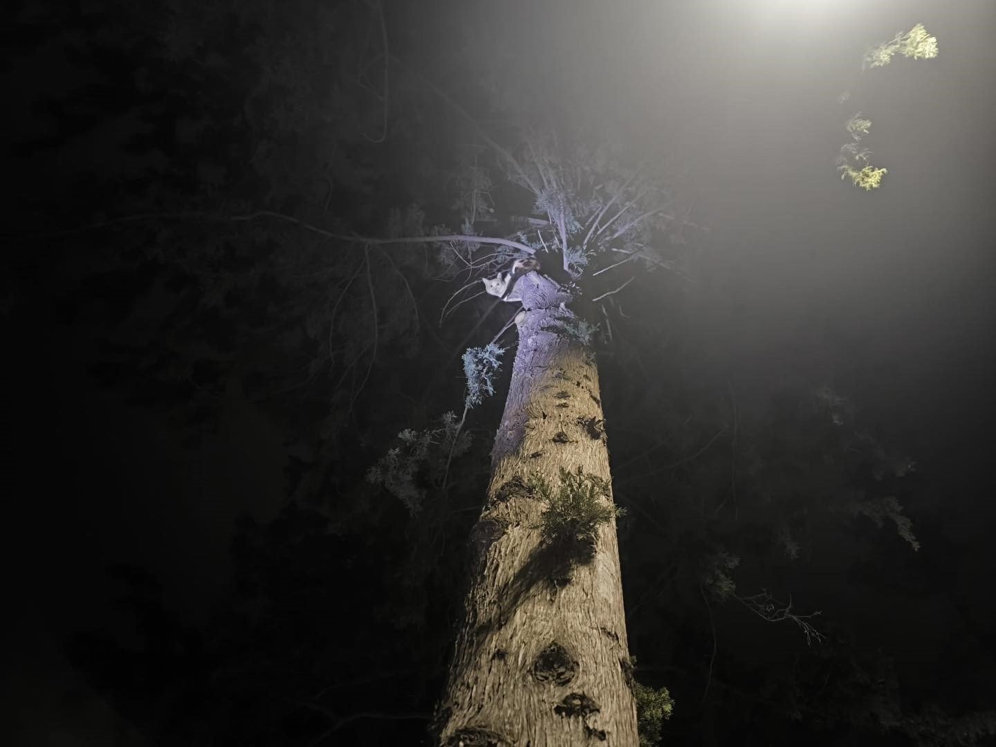 İskenderun'da ağaçta mahsur kalan kediyi itfaiye kurtardı