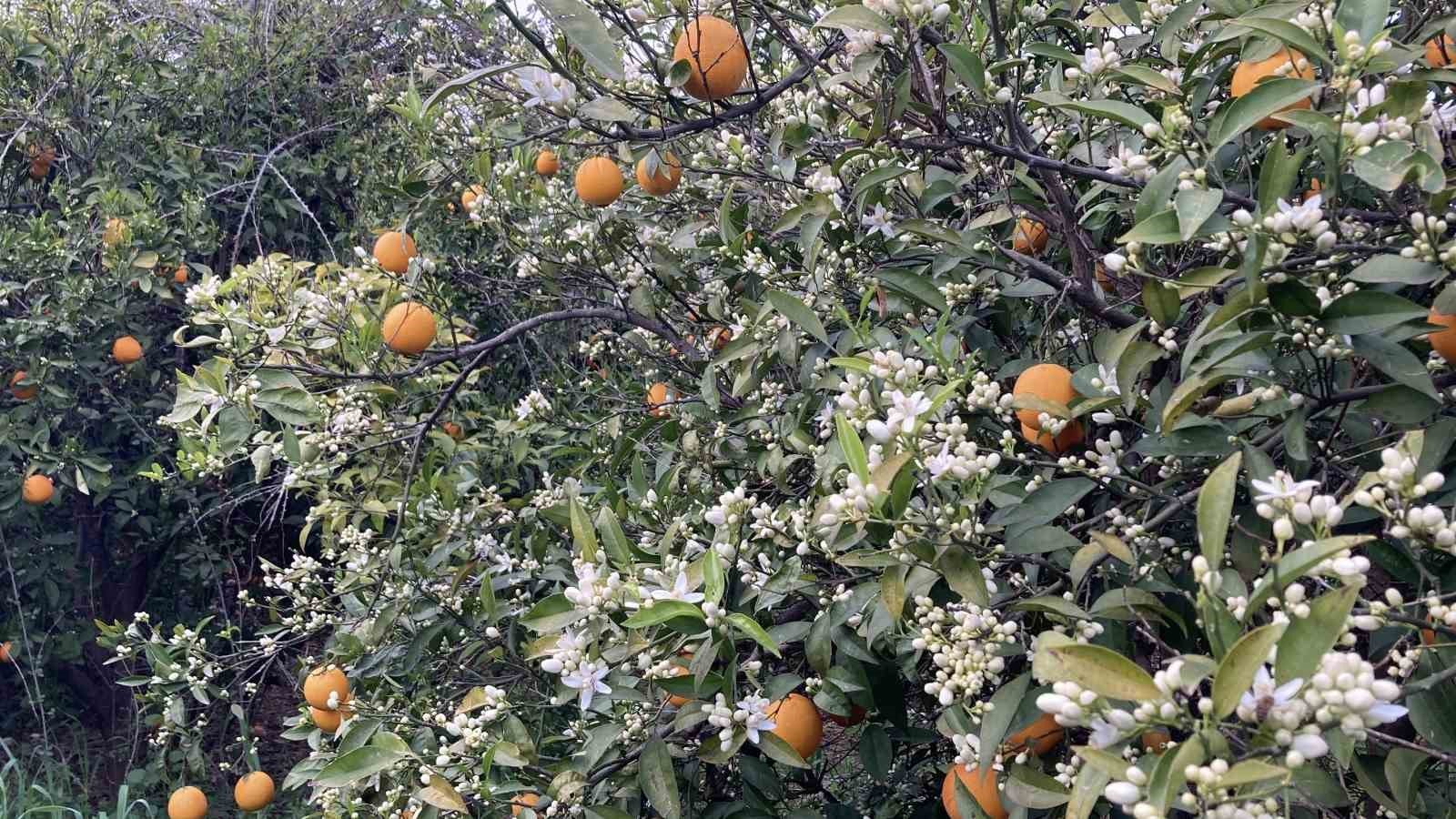Mersin portakal kokmaya başladı: Dalında kalan ürünler toplanmadan çiçekler açtı