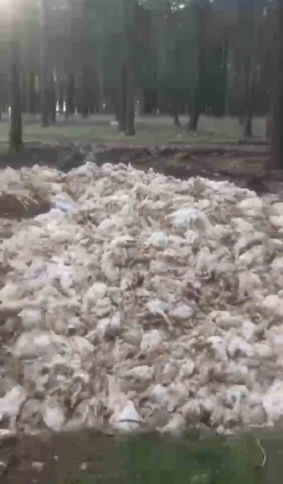 Tarsus'ta ölü tavuklar ormana atıldı