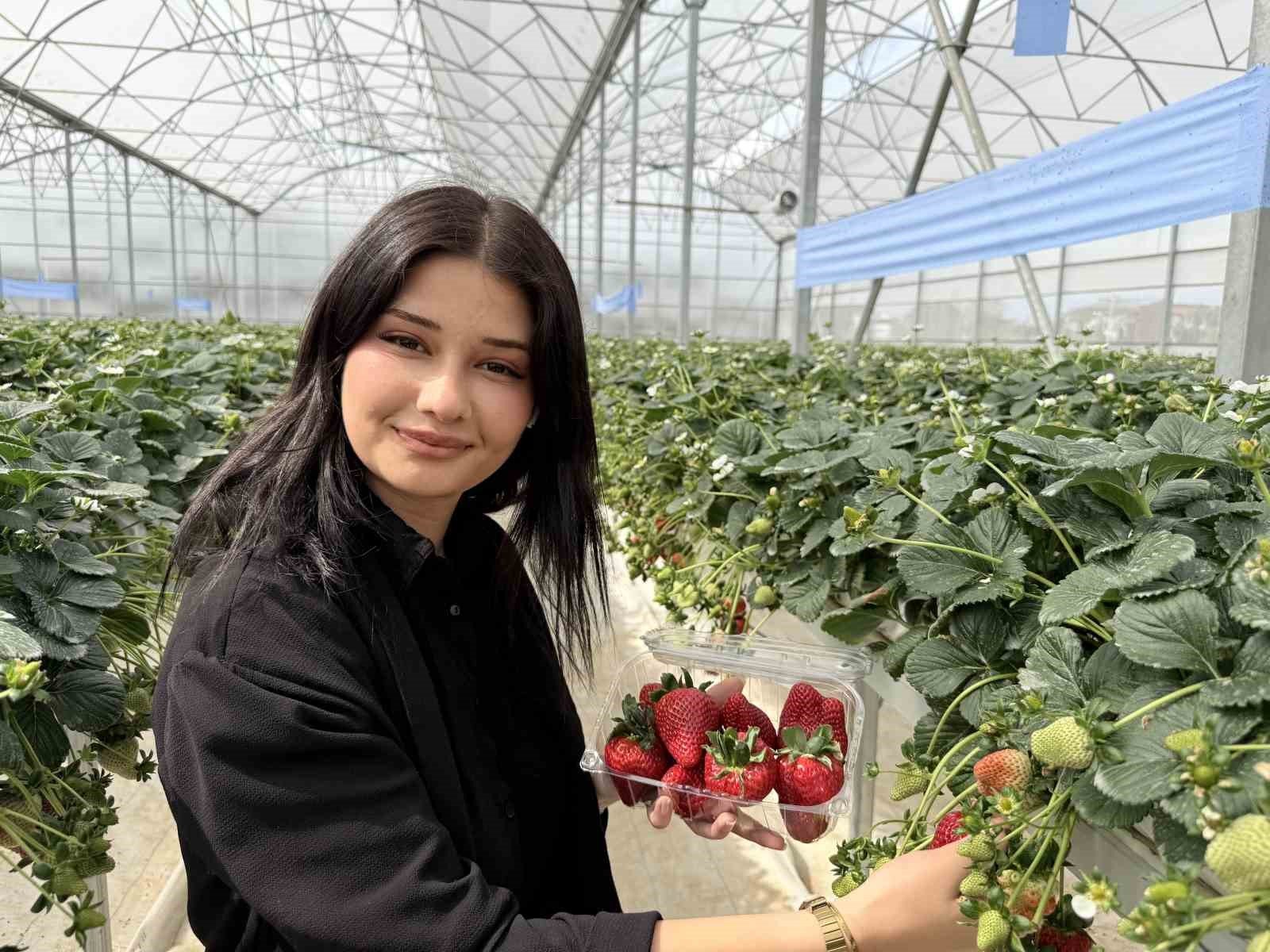 Tarsus'ta topraksız tarımda ilk çilek hasadı yapıldı