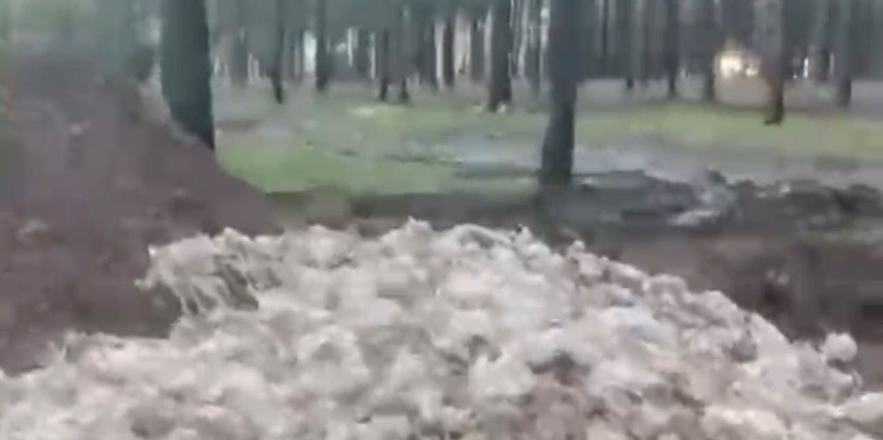 Tarsus'ta ölü tavuklar ormana atıldı