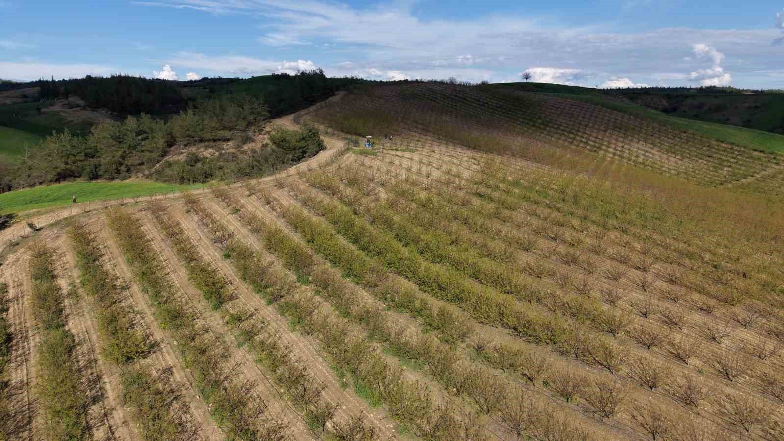 Adana'da dolu kayısı bahçelerini vurdu, çağlalar yere döküldü