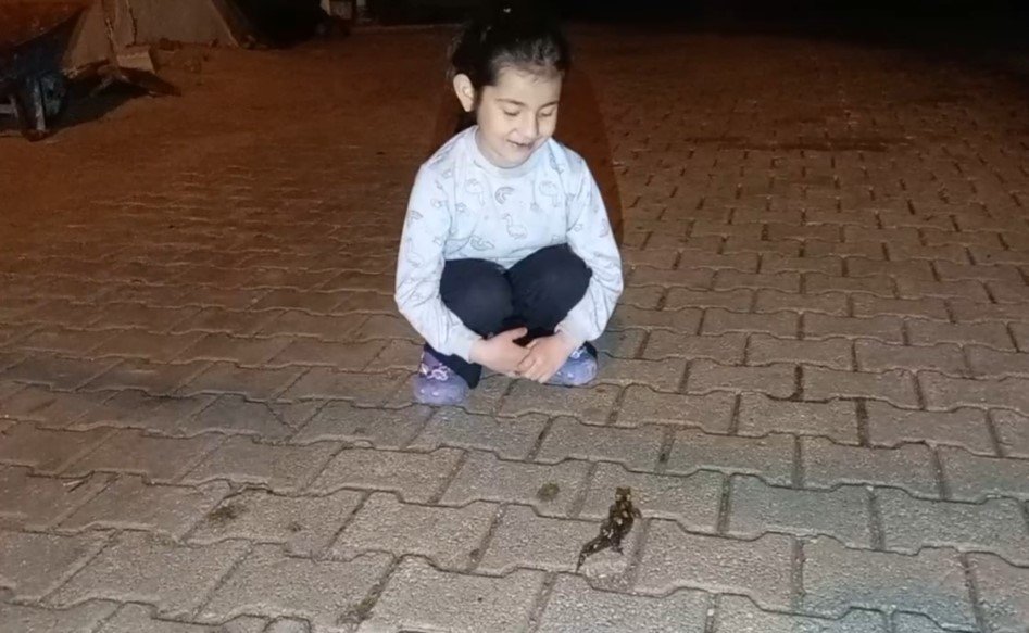 Adana'da 'semender' görüldü