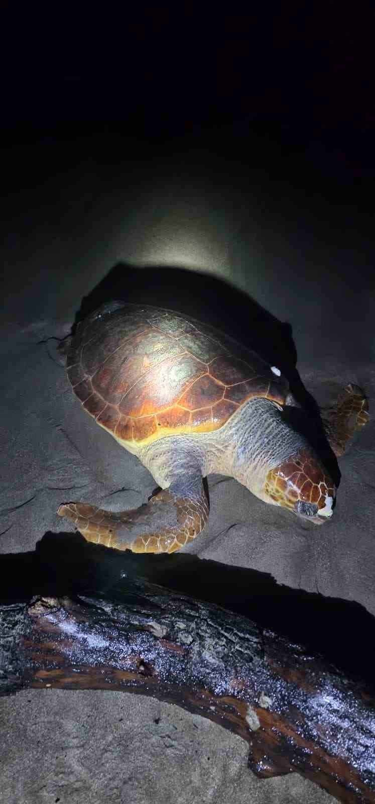 Antalya'da sahilde dev caretta caretta ölü bulundu