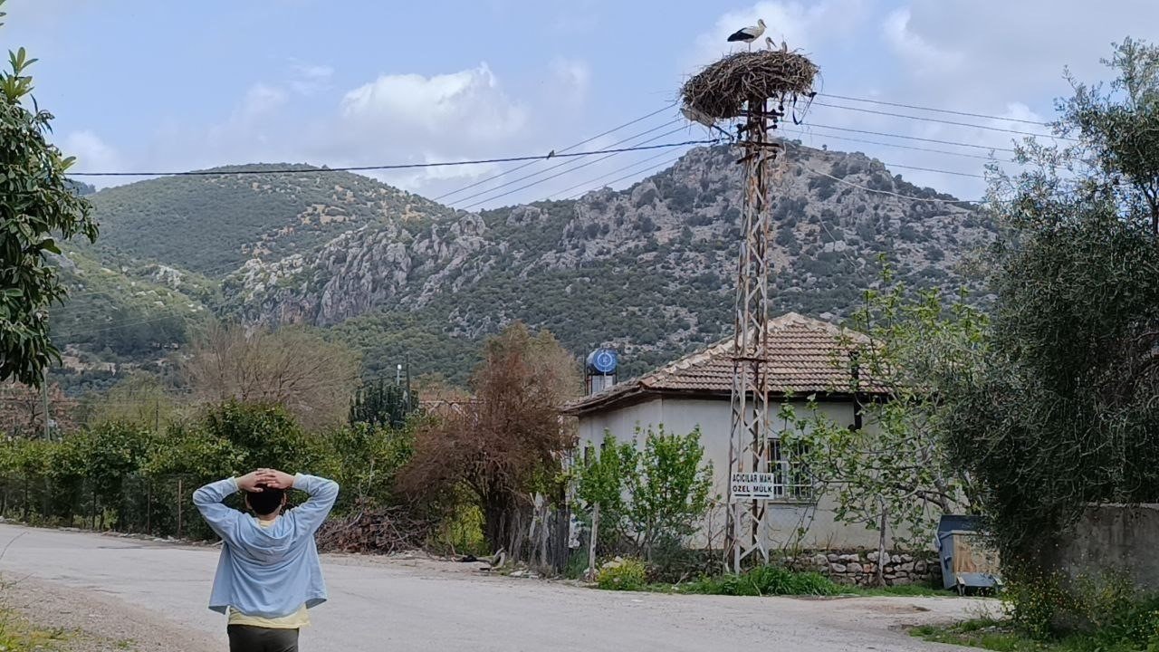Baharın habercisi leylek, yuvasına bu yıl da eşiyle birlikte geldi