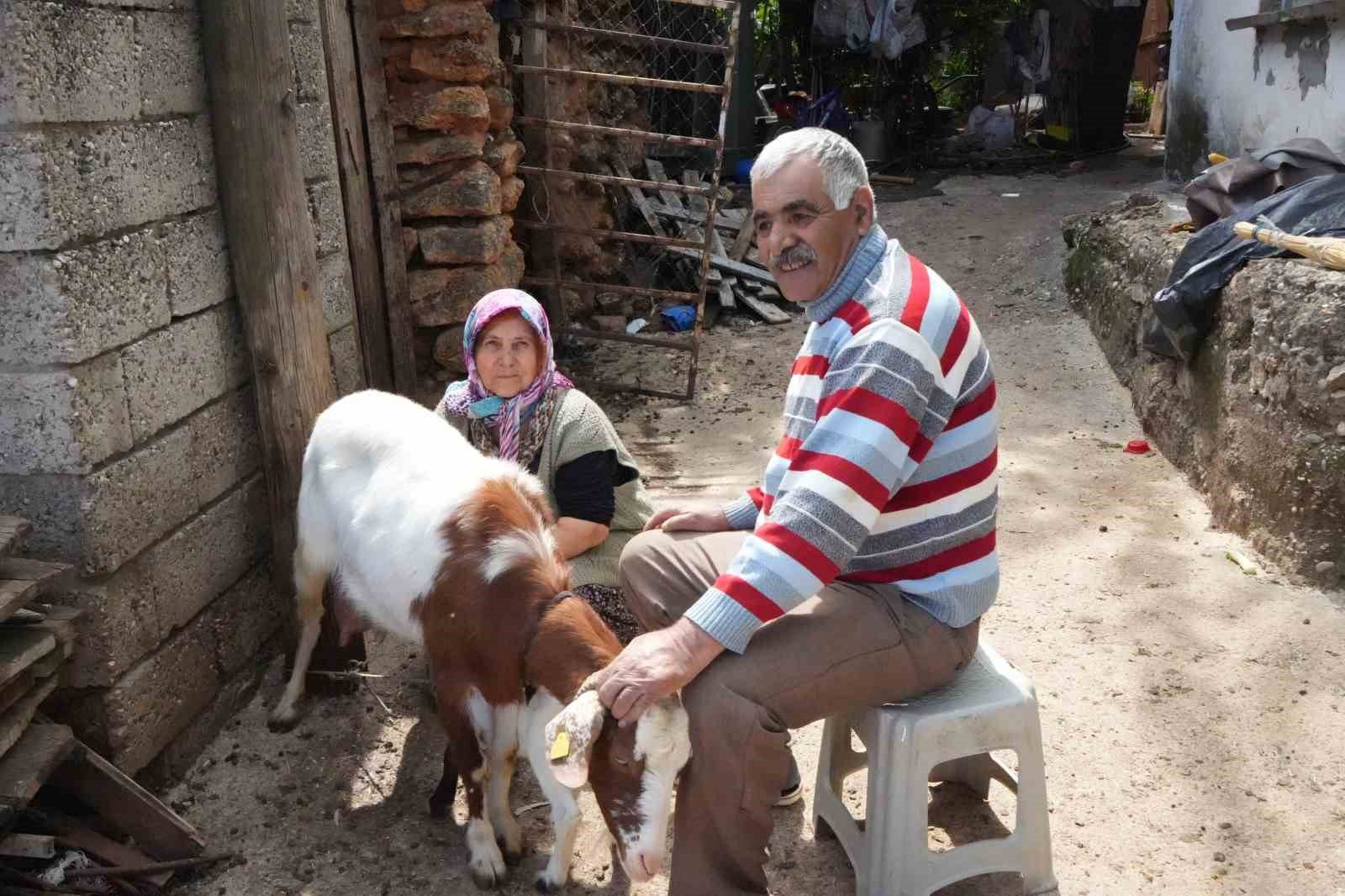 Keçileriyle ömür geçirdiler, şikayetle yıkıldılar: 'Uykularımız kaçtı'