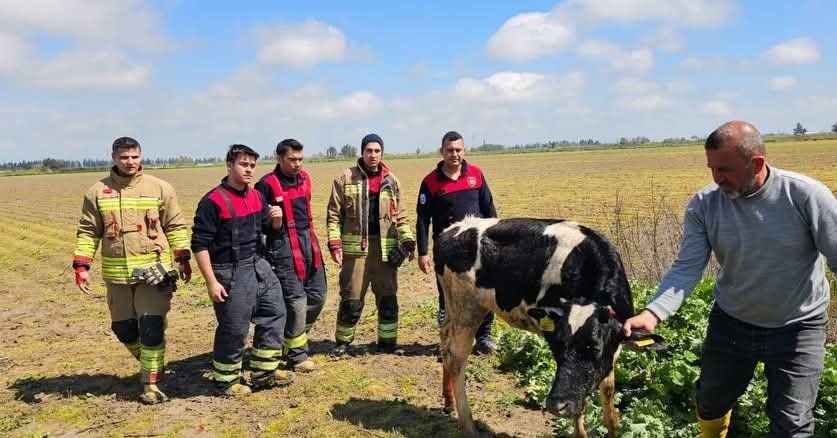 Su kanalına düşen inek itfaiye ekipleri tarafından kurtarıldı
