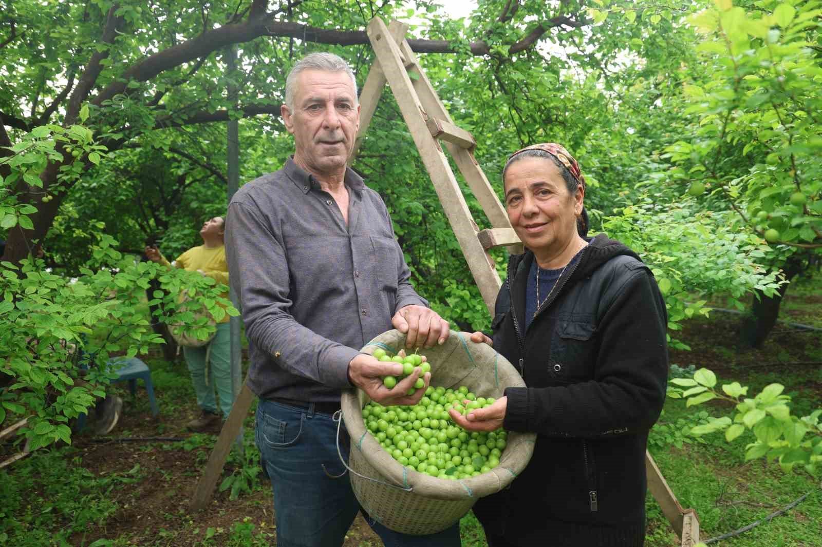 Turfanda can eriği Avrupa ülkelerine ihraç ediliyor