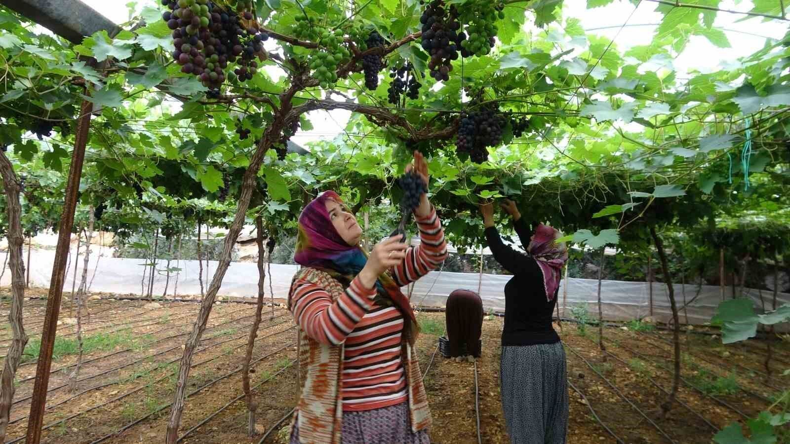 Bölgenin siyah incisi üzümde hasat başladı
