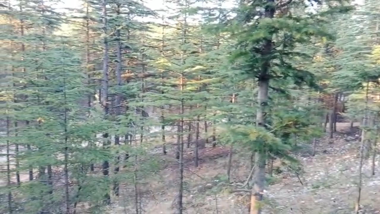 Sedirr 2
