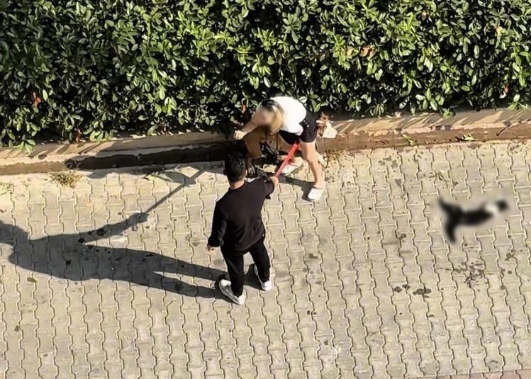 Adana'da kediyi parçalayan pitbullun sahibine 95 bin lira ceza