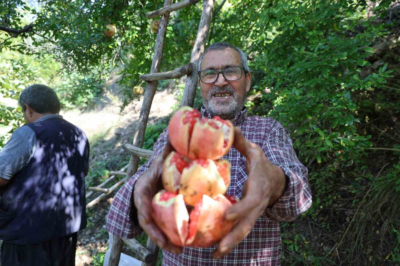 Coğrafi işaretli Kuytucak narında hasat başladı