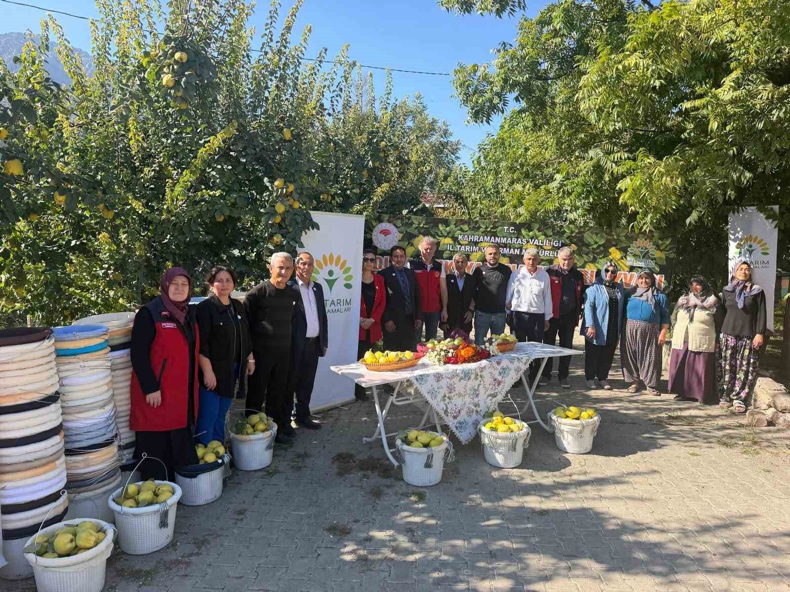 Kahramanmaraş'ta ayva üreticilerine hasat desteği