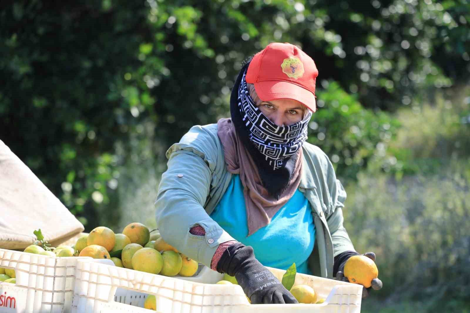 Mandalinanın kilogramı 3 liraya kadar geriledi