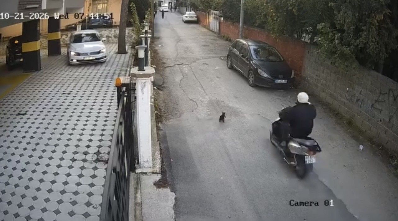 Osmaniye'de motosikletin çarptığı kedi öldü