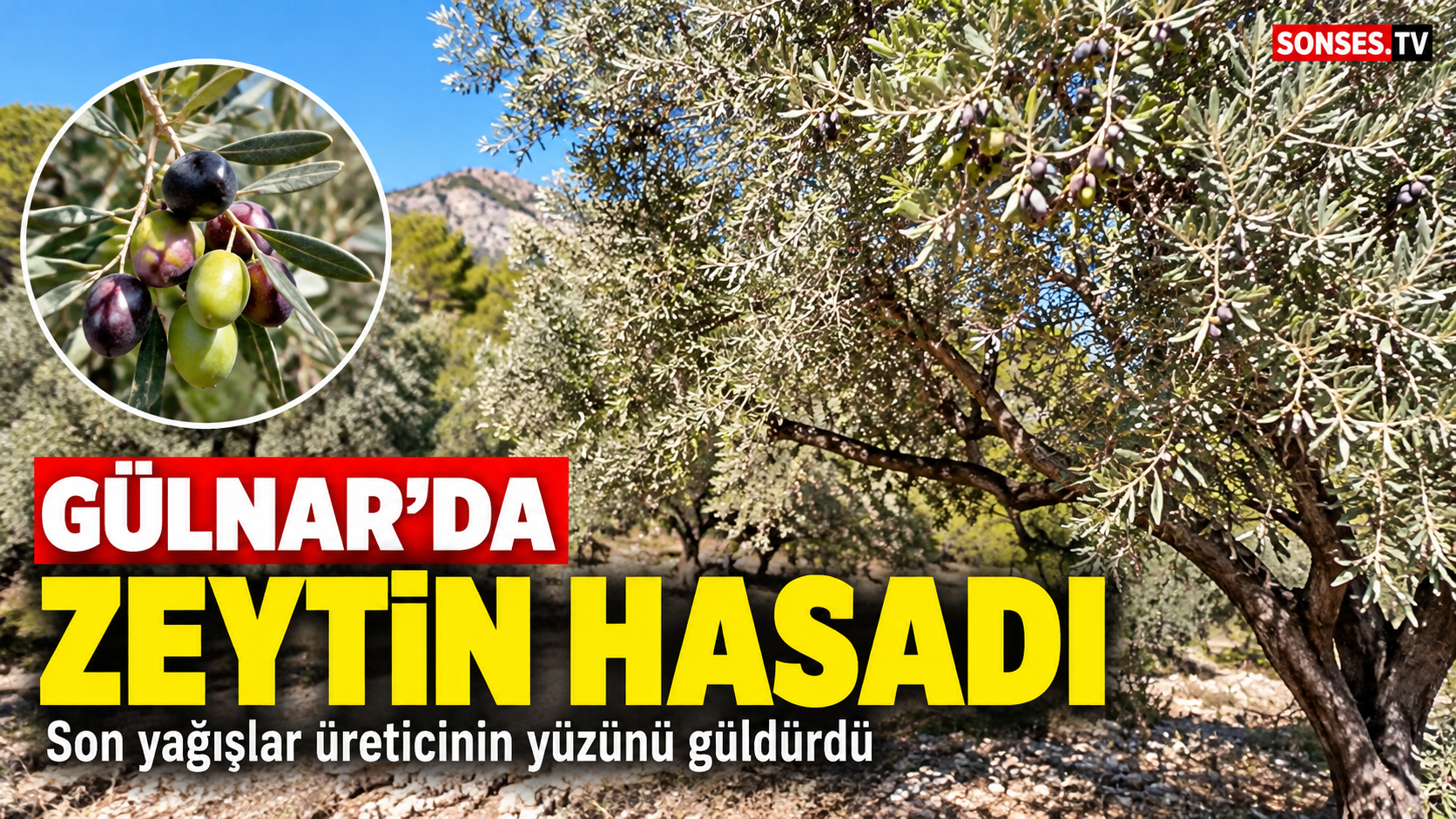 Gülnar'da zeytin hasadı başladı